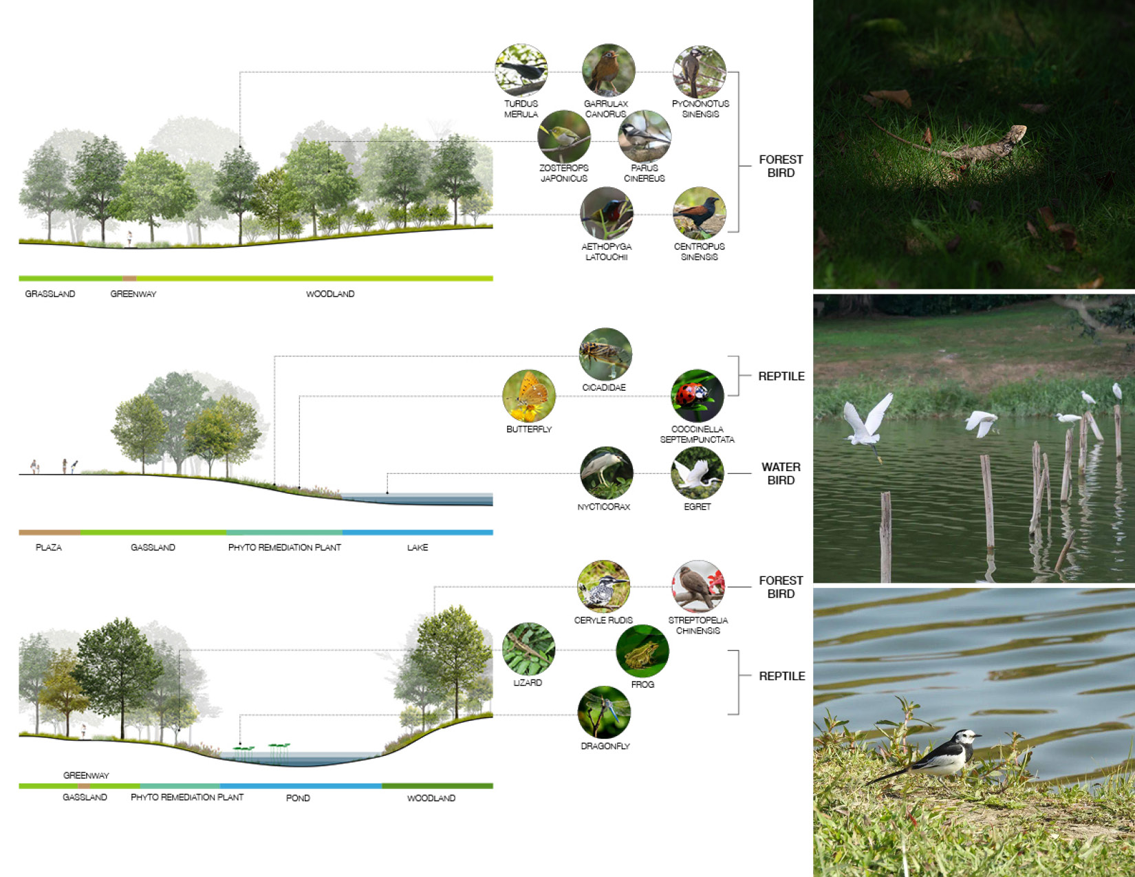 Ecological Restoration into a lakefront urban realm